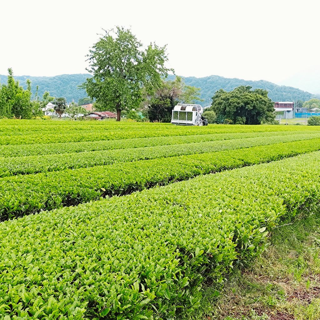 めでる茶(愛川町産自社茶園の有機煎茶)　80g/袋